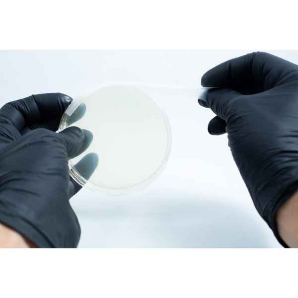 Agar petri dish MEA School Science Fun Project - Sealing