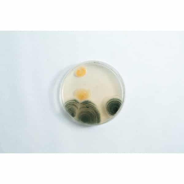 Contaminated MEA Agar plate