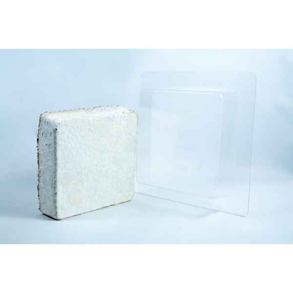 Paver Mycelium Mold Growth form –