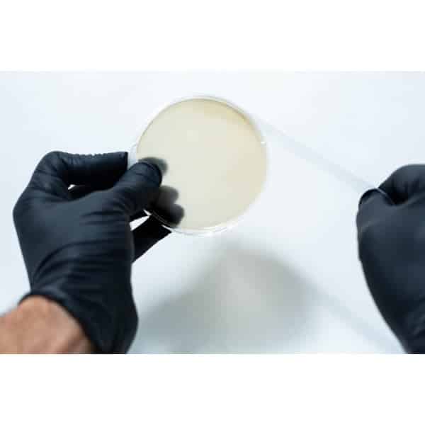 Sealing petri dish with parafilm