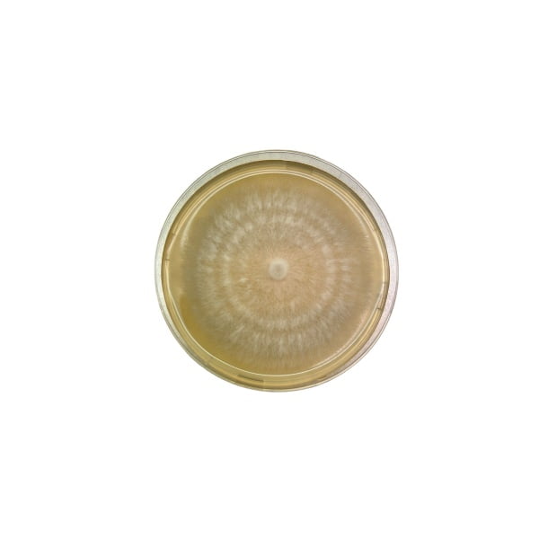 Agar plate Fully colonized using agar punch tool