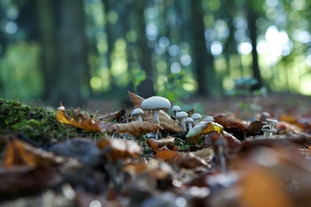 mushroom in woods