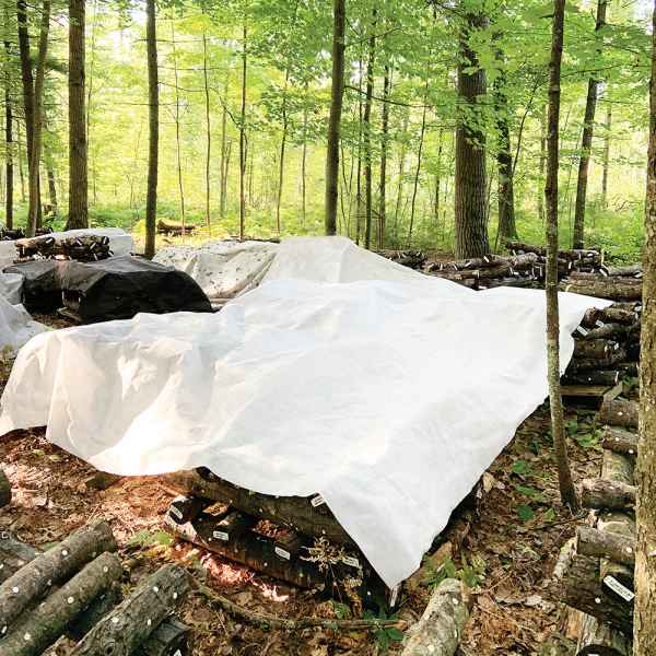 light fruiting blanket unfolded