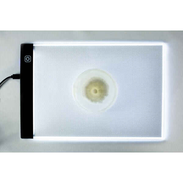 This photo shows a colonised agar plate on Rootlab's LED light pad.