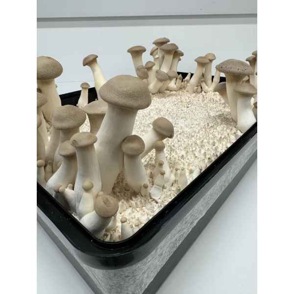 Mushroom Fruiting Max Yield Kit