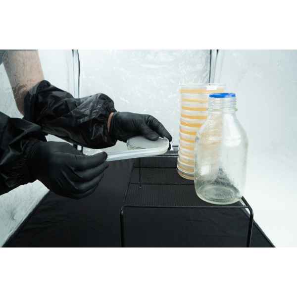 Sealing Agar Plates Inside Air Box