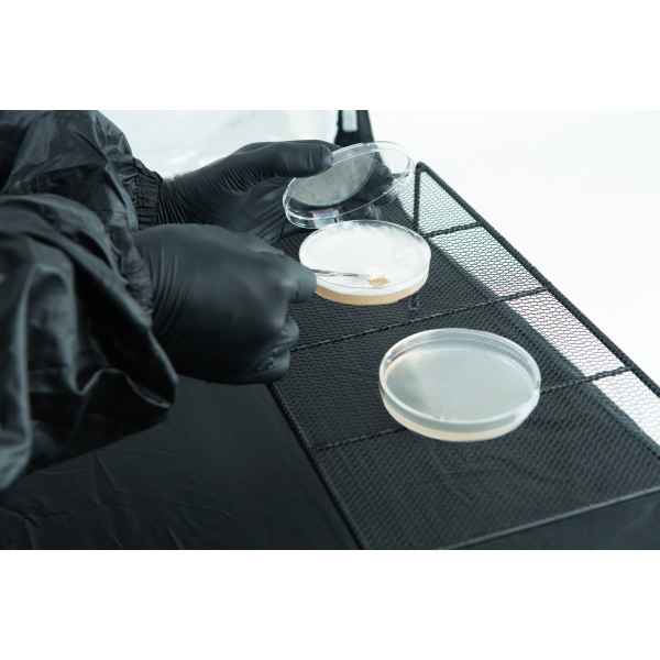 Agar Plates Inside Still Air Box