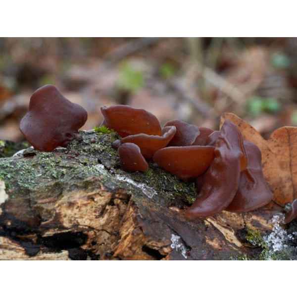 Wood Ear