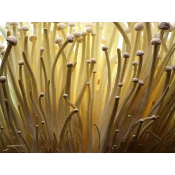 Enoki-flemmulina-velutipes-home-grown-australia-mycology-rootlab-mushroom