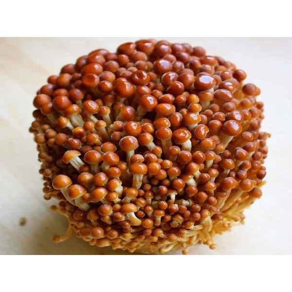 golden-enoki-flemmulina-filiformis-ome-grown-australia-mycology-rootlab-mushroom