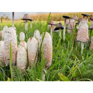 shaggy-mane-Coprinus-comatus-mushroom-cultivation-rootlab-mycology-fruit