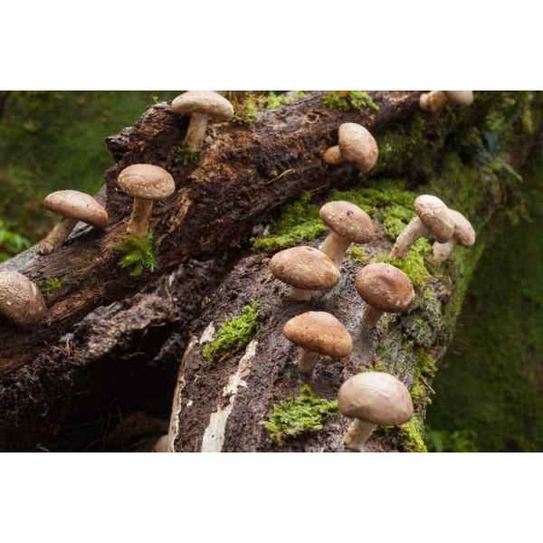 Mushroom Liquid Culture | Shiitake 3782 | Lentinula edodes | Professional