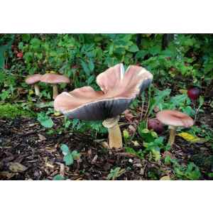 Wine Cap Fungi