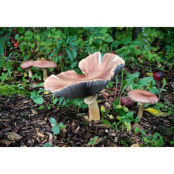 Wine Cap Fungi